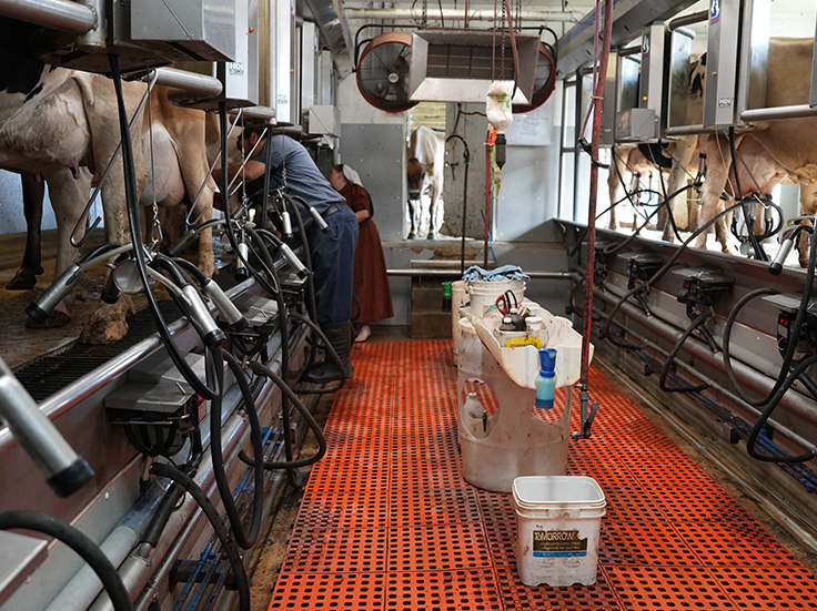 Cows being milked at a dairy facility